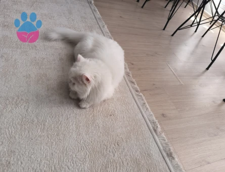 British Shorthair 2 Yaşında Aşıları Tam