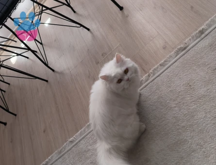 British Shorthair 2 Yaşında Aşıları Tam