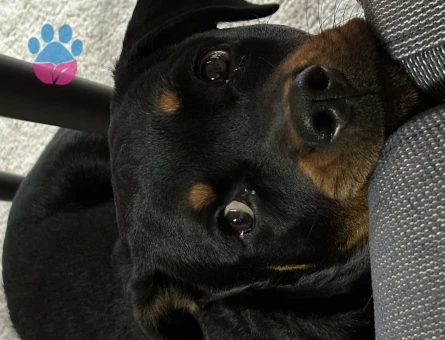 Rottweiler 9 Aylık Dİşi