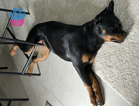Rottweiler 9 Aylık Dİşi