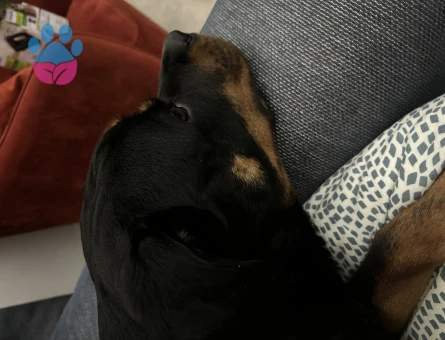 Rottweiler 9 Aylık Dİşi