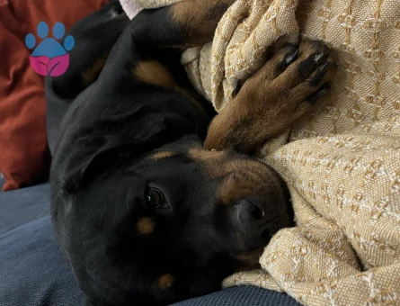Rottweiler 9 Aylık Dİşi