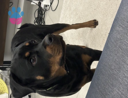 Rottweiler 9 Aylık Dİşi