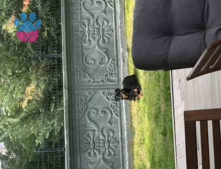 Rottweiler 9 Aylık Dİşi