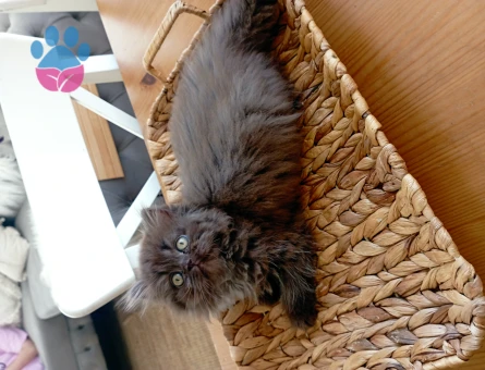 British longhair cinnamon