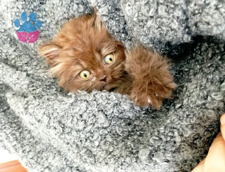 British longhair cinnamon