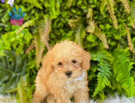 0 NUMARA MALTİPOO TERRİER DİŞİ ERKEK