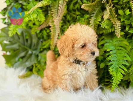 0 NUMARA MALTİPOO TERRİER DİŞİ ERKEK