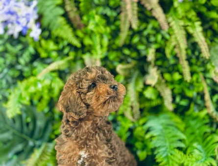 0 NUMARA MALTİPOO TERRİER DİŞİ ERKEK