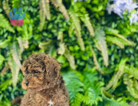 0 NUMARA MALTİPOO TERRİER DİŞİ ERKEK