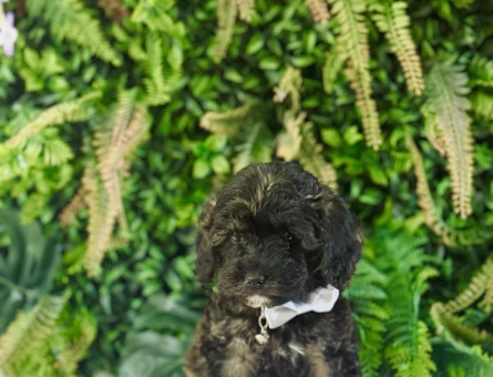 0 NUMARA MALTİPOO TERRİER DİŞİ ERKEK