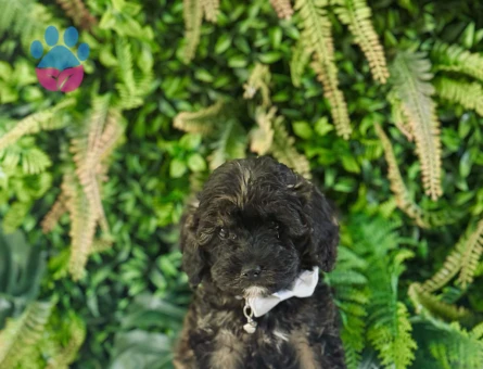 0 NUMARA MALTİPOO TERRİER DİŞİ ERKEK