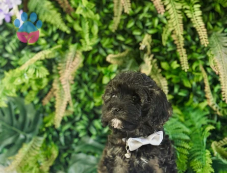 0 NUMARA MALTİPOO TERRİER DİŞİ ERKEK