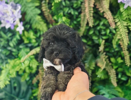 0 NUMARA MALTİPOO TERRİER DİŞİ ERKEK