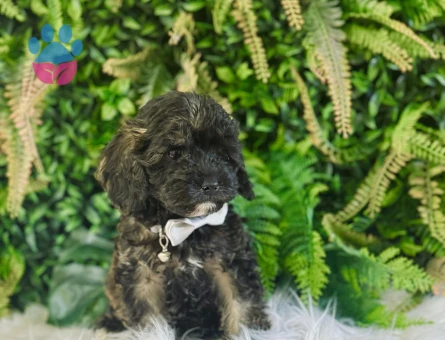 0 NUMARA MALTİPOO TERRİER DİŞİ ERKEK