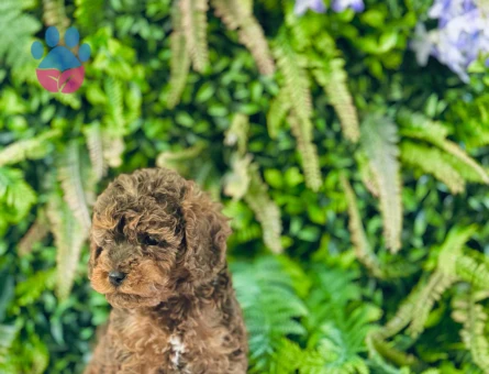 0 NUMARA MALTİPOO TERRİER DİŞİ ERKEK