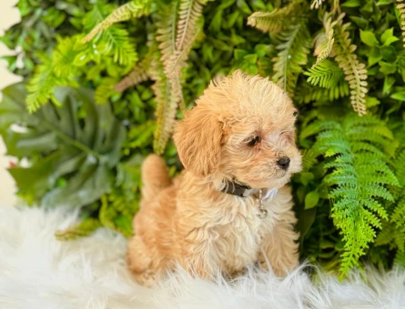 0 NUMARA MALTİPOO TERRİER DİŞİ ERKEK