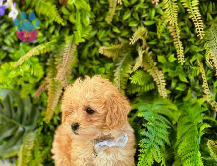 0 NUMARA MALTİPOO TERRİER DİŞİ ERKEK