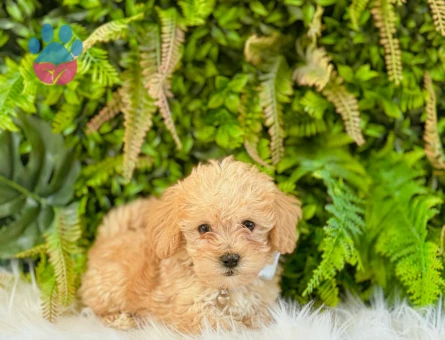 Maltipoo Terrier 0 Numara Dişi ve Erkek