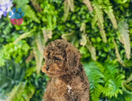 Maltipoo Terrier 0 Numara Dişi ve Erkek