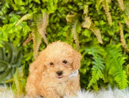 Maltipoo 0 Numara Yavrularımız