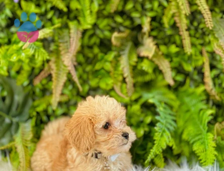 0 Numara Maltipoo Dişi ve Erkek