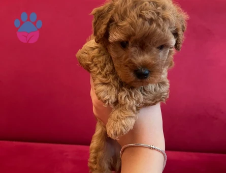 Toy Poodle Yavrular 2 Aylık