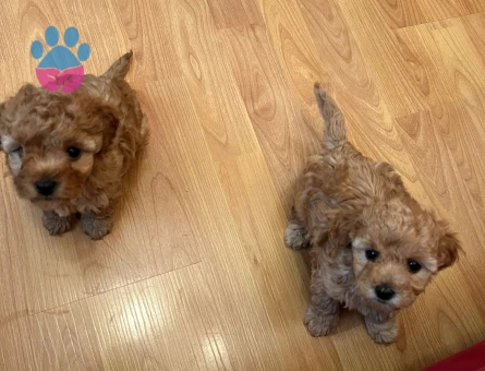 Toy Poodle Yavrular 2 Aylık