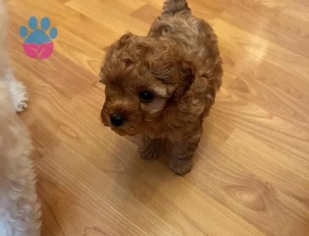 Toy Poodle Yavrular 2 Aylık