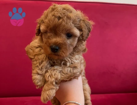 Toy Poodle Yavrular 2 Aylık