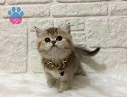 British Shorthair Golden Erkek Yavrumuz