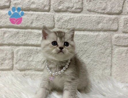 British Shorthair Silver Erkek 2 Aylık