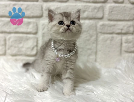 British Shorthair Silver Erkek 2 Aylık