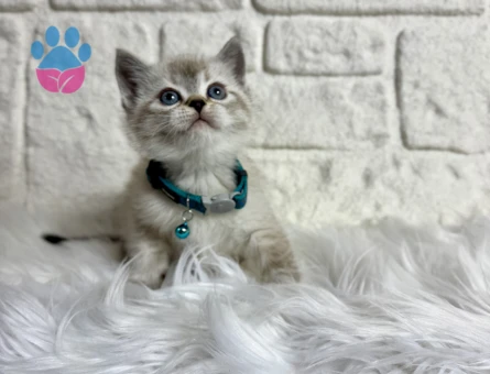 Fındık surat British Shorthair Silver Erkek 2 Aylık