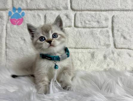 Fındık surat British Shorthair Silver Erkek 2 Aylık