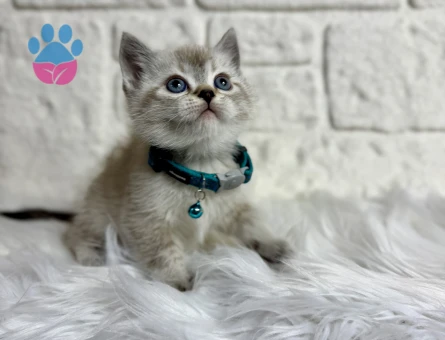 Fındık surat British Shorthair Silver Erkek 2 Aylık