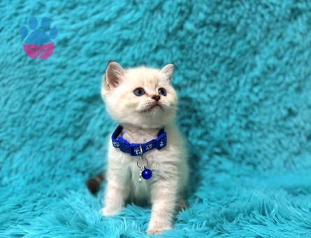British Shorthair Point Erkek 2 Aylık Mavi Gözlü