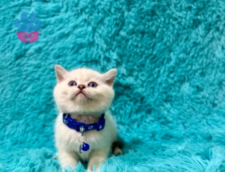 British Shorthair Point Erkek 2 Aylık Mavi Gözlü