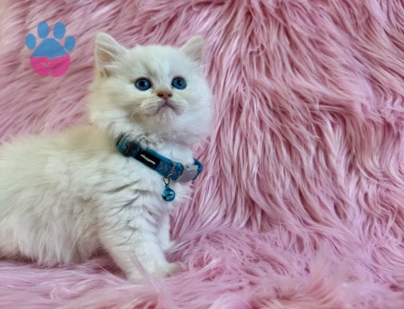 British Longhair 2 Aylık Cam Gözlü Erkek