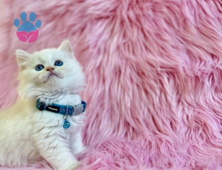 British Longhair 2 Aylık Cam Gözlü Erkek