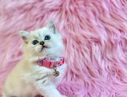 British Longhair Dişi 2 Aylık