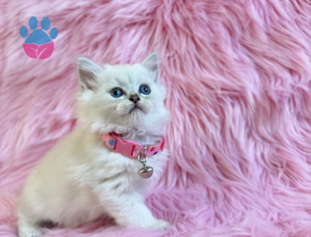 British Longhair Dişi 2 Aylık