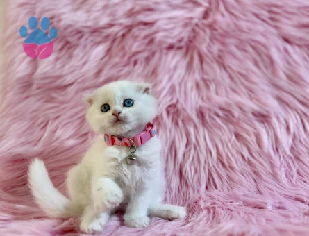 Scottish Longhair 2 Aylık Dişi Yavru