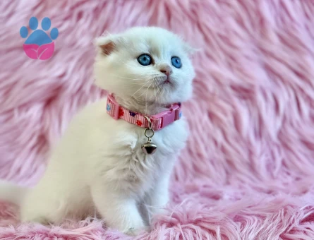 Scottish Longhair 2 Aylık Dişi Yavru