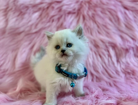 British Longhair Erkek 2 Aylık