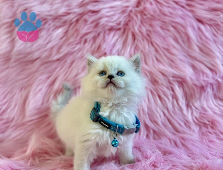 British Longhair Erkek 2 Aylık