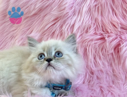 British Longhair Bluepoint Erkek 2 Aylık