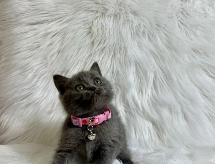 British Shorthair 2 Aylık Dişi