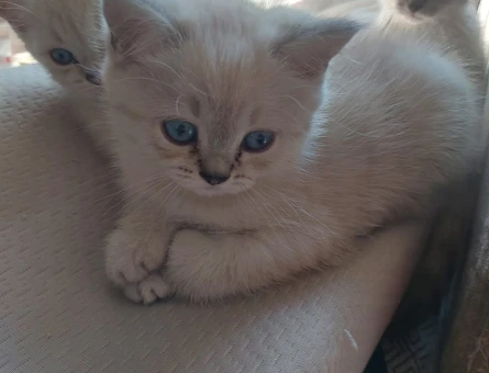 🐾  2 Tane Erkek British Shorthair x Siyam Karışımı Yavrular Yeni Yuvalarını Arıyor! 🐾