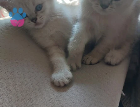 🐾  2 Tane Erkek British Shorthair x Siyam Karışımı Yavrular Yeni Yuvalarını Arıyor! 🐾